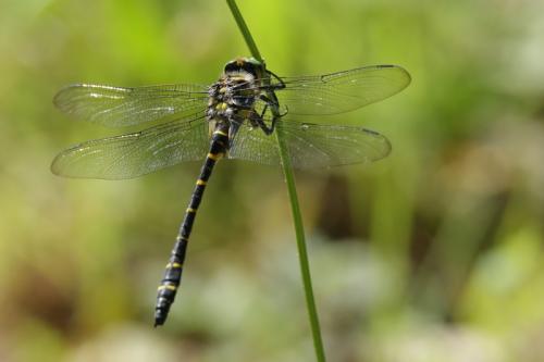 Cordulegaster boltonii